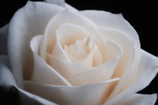 A single white rose in full bloom against a dark background
